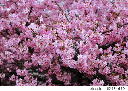河津桜 河津桜 62434639