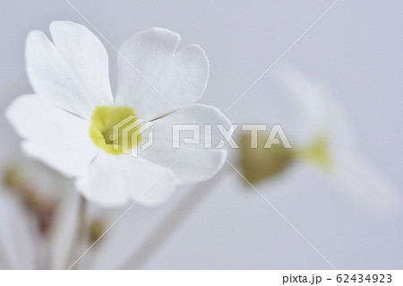 プリムラシネンシス 62434923