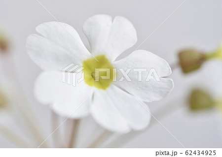 プリムラシネンシス プリムラシネンシス 62434925