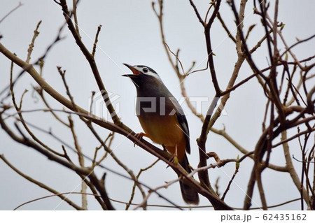 鳥 台湾 温帯 62435162
