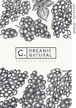 Grape design template. Hand drawn vector grape 62435507