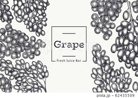 Grape design template. Hand drawn vector grape 62435509