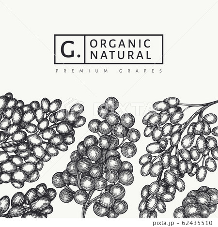 Grape design template. Hand drawn vector grape 62435510