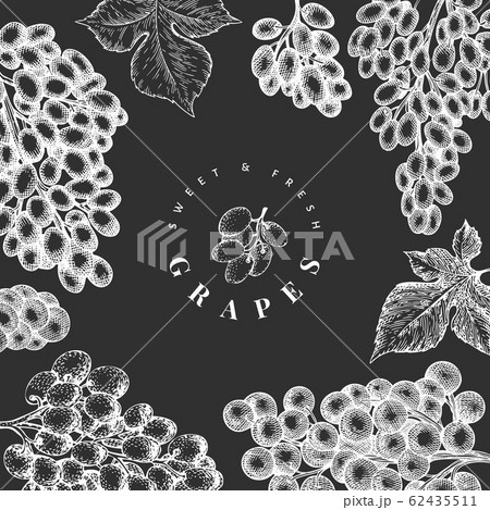 Grape design template. Hand drawn vector grape 62435511