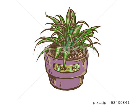 観葉植物ドラセナ 62436341