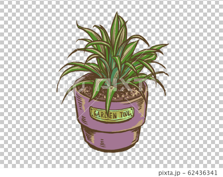 観葉植物ドラセナ 62436341