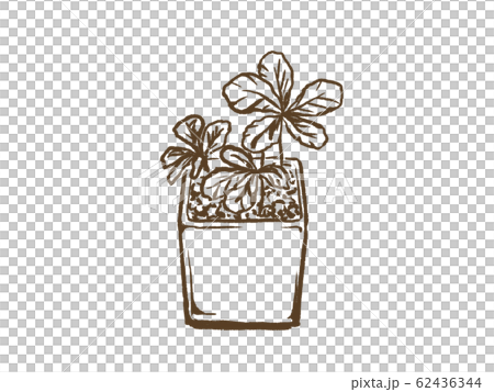 観葉植物シュガーバイン　モノクロ 62436344