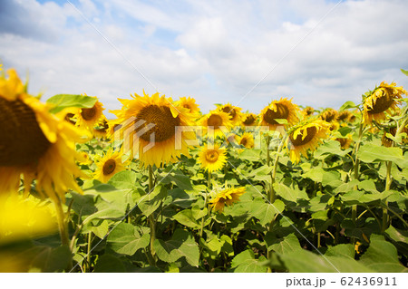beautiful and large field of sunflowers, blue 62436911