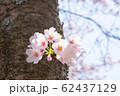 咲き始めの桜 62437129