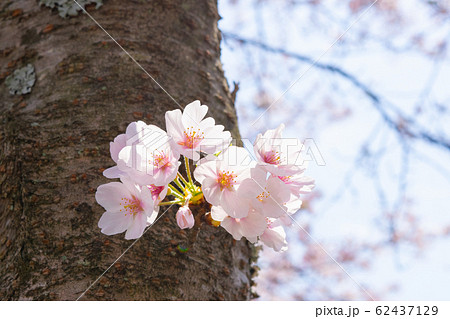 咲き始めの桜 咲き始めの桜 62437129