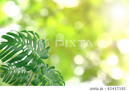 Green leaves pattern for summer or spring season Green leaves pattern for summer or spring season 62437192