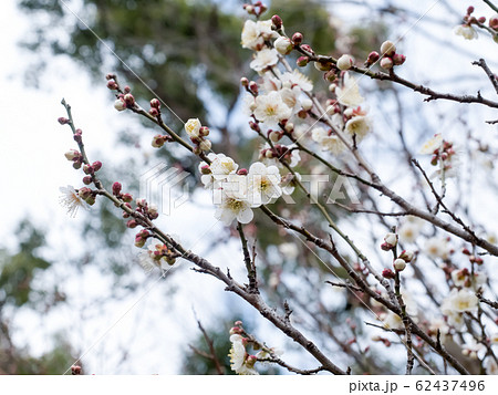 梅の花（白梅） 62437496