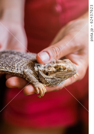 Eastern bearded dragon pet lizard in female hands 62437623