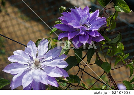 クレマチス 天塩 見事な八重咲きの大輪の花の写真素材