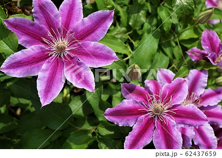 クレマチス ドクター ラッペル 豪華な大輪の美しい花の写真素材