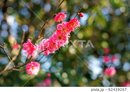 梅の花、紅梅 62439207