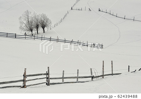 Isolated Trees And Fence On Snow 62439488