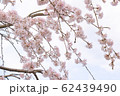 見上げた桜 62439490