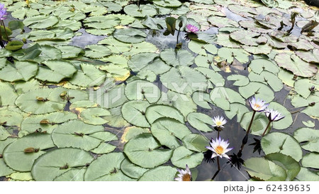 あしかがフラワーパークの蓮の花 62439635