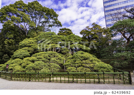（東京都）東京の癒し空間・浜離宮恩賜庭園　三百年の松 62439692
