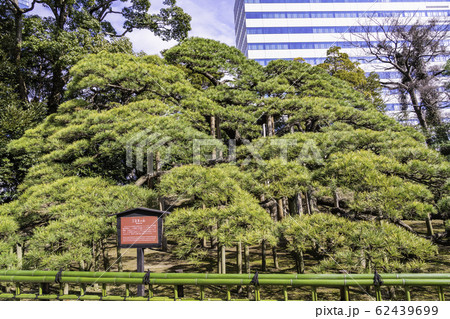 （東京都）東京の癒し空間・浜離宮恩賜庭園　三百年の松 62439699