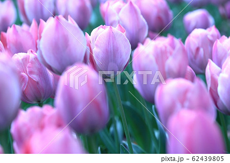 横浜市のチューリップ畑のチューリップ ( tulip / lale ) 62439805