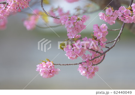 河津桜 62440049