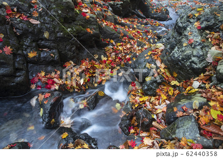 落葉 秋 季節 62440358