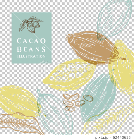 Cocoa beans illustration / line drawing / line art 62440635