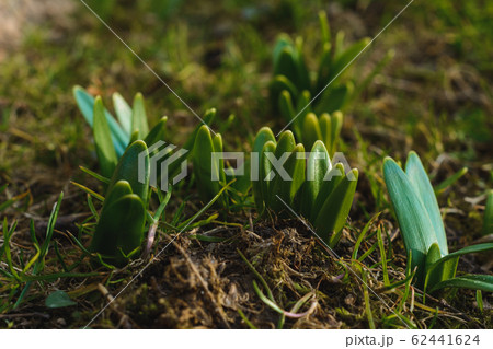 The first spring leaflets of the first snowdrop The first spring leaflets of the first snowdrop 62441624