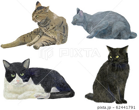 猫詰め合わせ 猫詰め合わせ 62441791