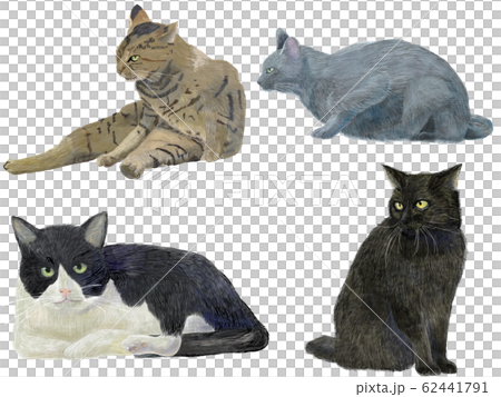 猫詰め合わせ 猫詰め合わせ 62441791