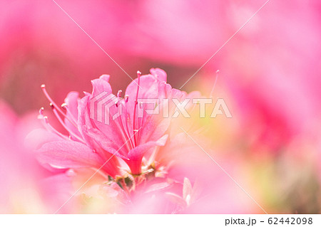 『花・植物』　ツツジ 62442098