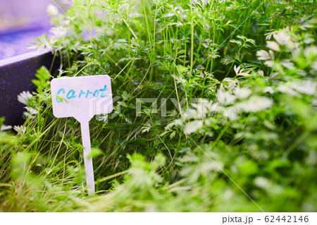 Carrot Sprouts at Plantation 62442146