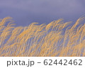 黄金色のススキ 62442462