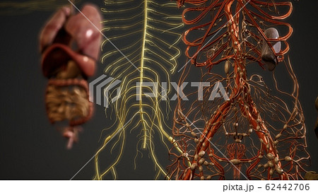 Animated 3D human anatomy illustration Animated 3D human anatomy illustration 62442706