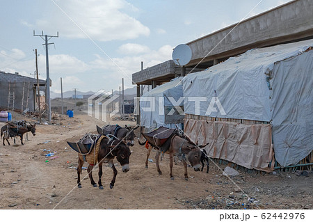 working donkey, Afar triangle region, Ethiopia working donkey, Afar triangle region, Ethiopia 62442976