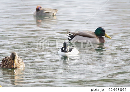 ホオジロガモ 62443045