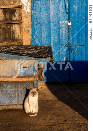 Cat in the port in the bright sunlight Cat in the port in the bright sunlight 62443651