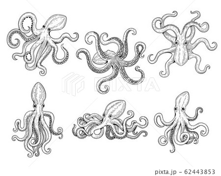 Octopus. Ocean fishes big underwater monster wild squid vector hand drawn marine tattoo template Octopus. Ocean fishes big underwater monster wild squid vector hand drawn marine tattoo template 62443853