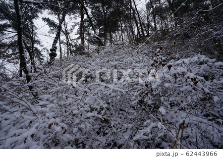 冬の木 雪景色 木 62443966