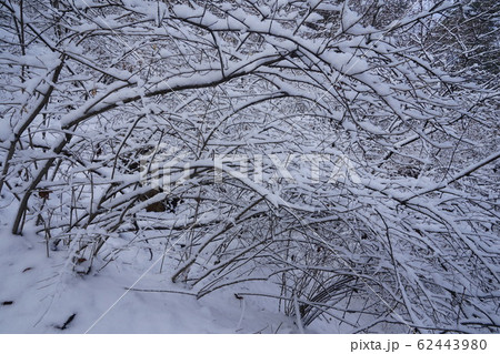冬の木 雪景色 木 62443980