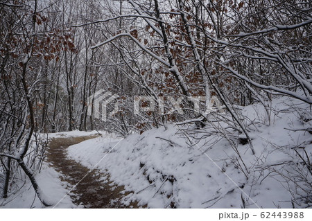 冬の木 雪景色 木 62443988