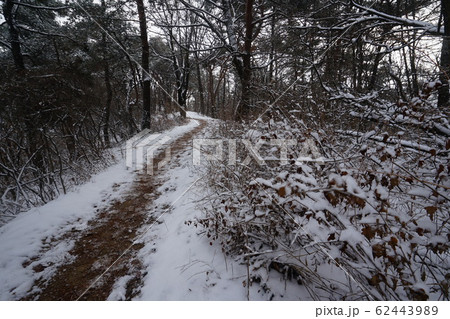 冬の木 雪景色 木 62443989