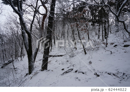 冬の木 雪景色 木 62444022
