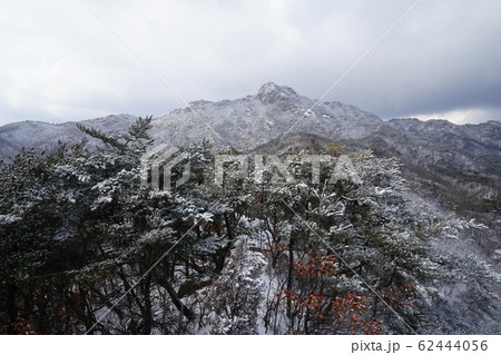 冬の木 雪景色 木 62444056