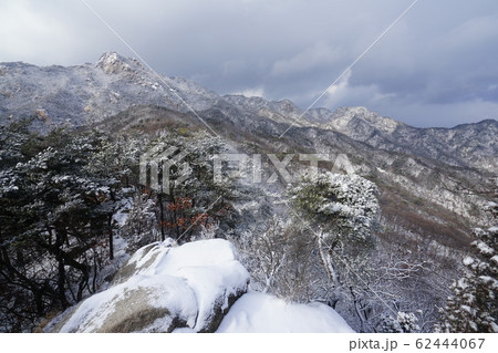 冬の木 雪景色 木 62444067