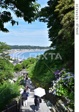 鎌倉・成就院の紫陽花と海 62444230