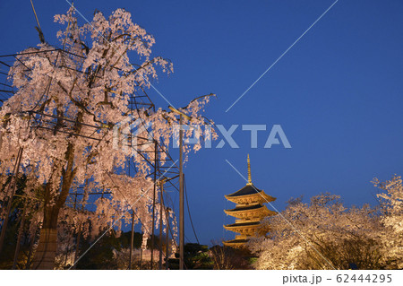 京都 東寺 夜桜ライトアップ 満開の写真素材