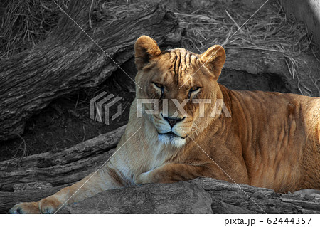 ライオン 62444357